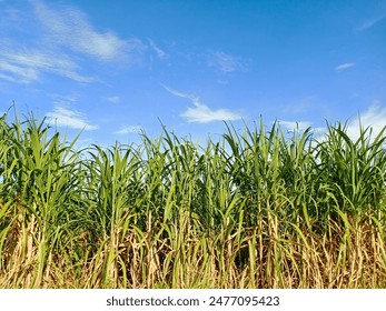 第二银河研究所的秘密：揭开宇宙探索背后的神秘面纱