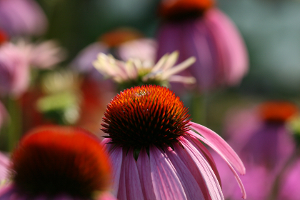 畅享免费观看高清电影在线，尽情体验影院级视听盛宴