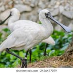 第一版主小说网网站池:汇聚海量优质小说资源,畅享阅读盛宴 fwol931