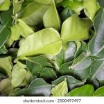 畅享免费电视app,轻松观看热门影视剧 k0smg