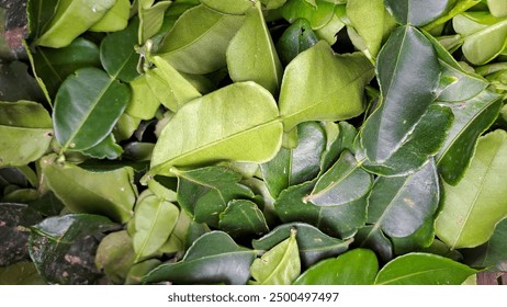 畅享免费电视app，轻松观看热门影视剧