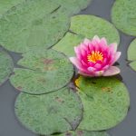 畅享免费阅读漫画软件,尽情探索无限精彩 pzj2w