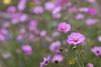 畅享免费小说大全与精彩漫画的完美结合