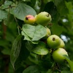 第一大弟子免费阅读完整版漫画:探索修仙之路的热血冒险故事 yf1w00l3lc